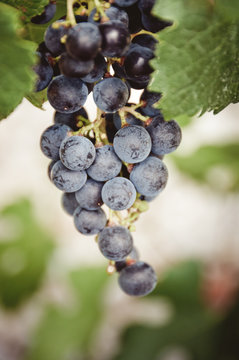 closeup of grapevines in a vineyard