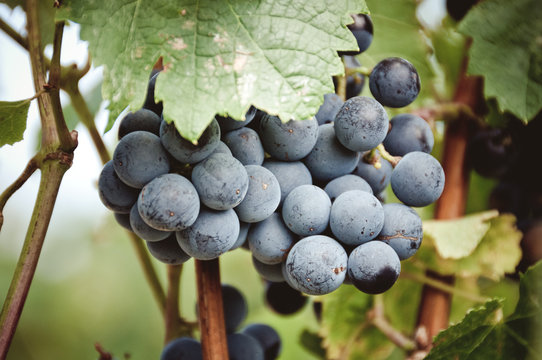 closeup of grapevines in a vineyard