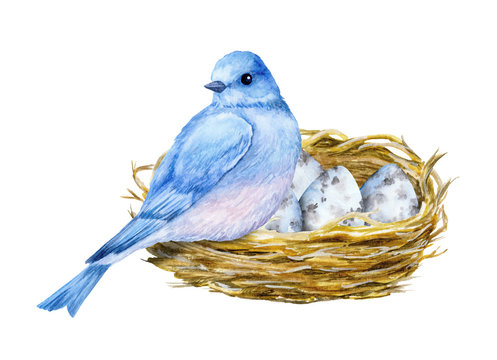 Cute little blue bird with nest and blue eggs. Watercolor illustration. Cute animals and birds. Spring symbol. Happy Easter. Blue luck bird