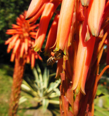 Abelha pousada em uma flor de Aloe vera, com pólen nas patas