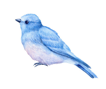 Cute blue bird watercolor Vector isolated on - Stock Illustration