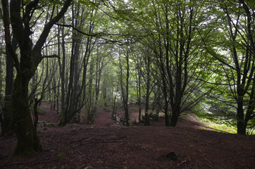 Obraz premium Forest with a small stream