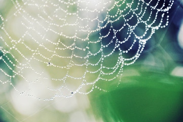wet spiderweb with waterdrops in the morning