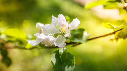Fototapeta na wymiar Spring Apple Tree,White Flowers, Sunlight 