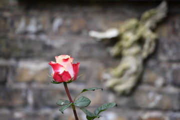 Rose on the tomb of a beloved woman