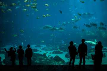 Silhouette of crowds observing fish at Georgia Aquarium.