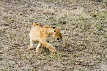 East African lion cubs (Panthera leo melanochaita)