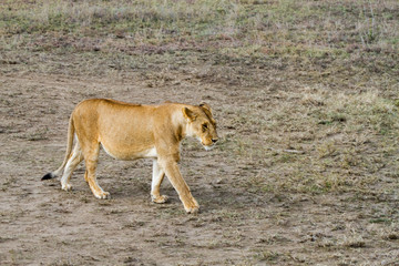 East African lionesses (Panthera leo)