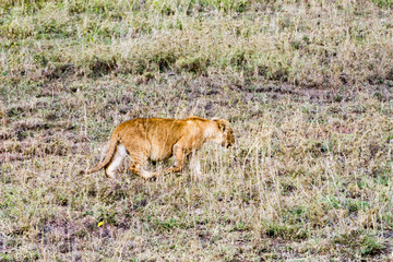 East African lion family (Panthera leo melanochaita)