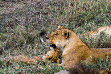 Obraz na płótnie Canvas East African lion family (Panthera leo melanochaita)