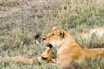 Plakat East African lion family (Panthera leo melanochaita)