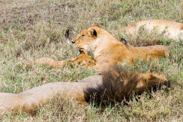 East African lion family (Panthera leo melanochaita)
