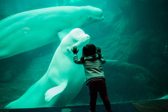Little child staring at beluga whale through glass at aquarium.
