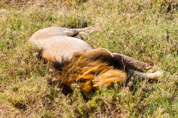 Male East African lion (Panthera leo melanochaita)
