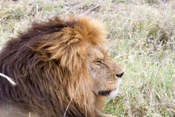 Obraz na płótnie Canvas Male East African lion (Panthera leo melanochaita)