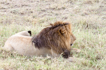 Male East African lion (Panthera leo melanochaita)