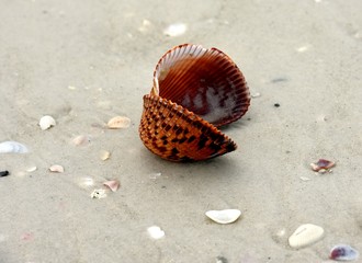 Close Up Of An Open Tiger Marked Seashell On Sand