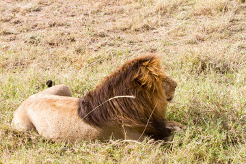 Male East African lion (Panthera leo melanochaita)