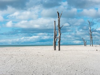 Lone Dead Trees on Isolated White Sand Beach With Blue Skies