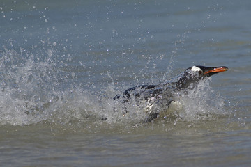 Fototapeta premium Gentoo Penguin (Pygoscelis papua) emerging from the sea onto a large sandy beach on Bleaker Island in the Falkland Islands.