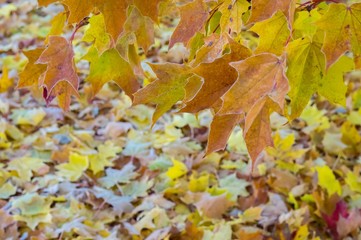 Autumn foliage on frosty morning. Colorful maple leaves with focus on foreground and copy space.