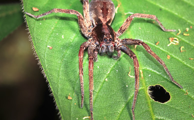 A wandering spider (family Ctenidae) up close at night in Belize.
