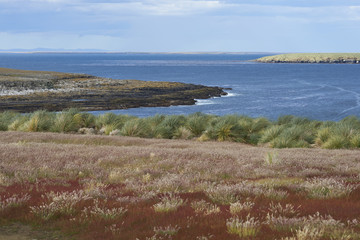 Colourful grasses growing alongside tussock grass on Bleaker Island in the Falkland Islands.