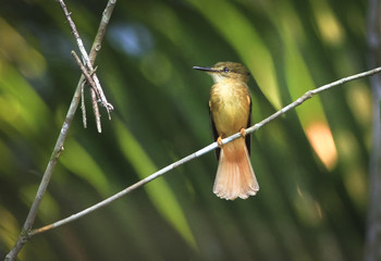 A royal flycatcher (Onychorhynchus coronatus) perched on a branch in Belize.