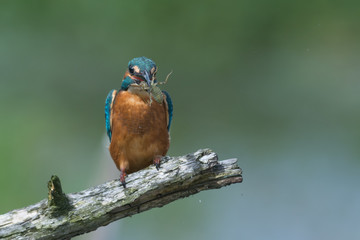 Eisvogel  
