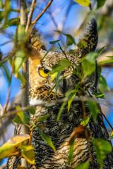 Great Horned Owl, Breton Wildlife Preserve, Montana, United States