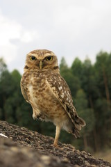 Owl in nature, Brazil