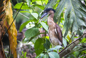 A young boat-billed heron (Cochlearius cochlearius) perched on a branch in Belize.