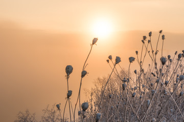 Moody sunrise in fog in winter in a white snowy landscape