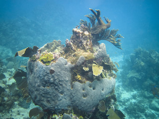 A community of coral grows on the reefs of Tobacco Caye, Belize.