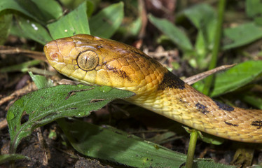 A northern cat-eyed snake (Leptodeira septentrionalis) up close at night in Belize.