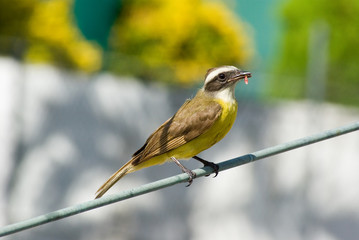 Pajaro en Acapulco, Guerrero