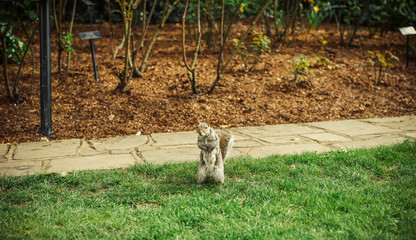 A beautiful squirrel in a London park in summer