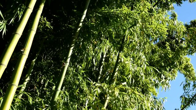 Bamboo In breeze on sunny day at Queen Elizabeth Park