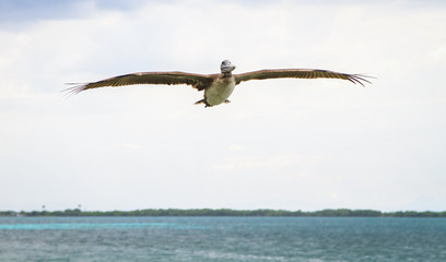 Fototapeta na wymiar A brown pelican (Pelecanus occidentalis) flies low above the Caribbean sea in Belize.