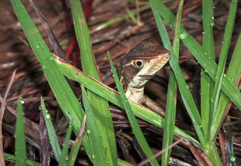 A striped basilisk (Basiliscus vittatus) hides among the grass at night in Belize.