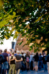 Blätter im Abendlicht vor einer Open Air Bühne mit bunten Scheinwerfern