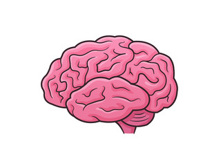 Human brain vector illustration