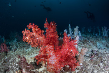 Fototapeta na wymiar Red Soft Coral Colony on Deep Coral Reef