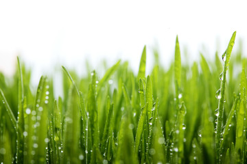 Fototapeta premium Świeża zielona trawa z kropli wody na tle promieni słonecznych. Nieostrość. Motyw wiosenny. Koncepcja świeżości