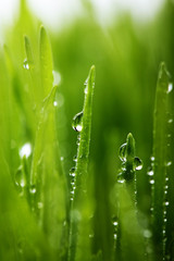 Fototapeta na wymiar Fresh green grass with water drops . Selective focus.Spring theme.Concept freshness.Macro shot