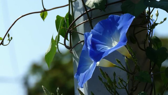Closeup of breeze blowing purple Morning glory and one bee
