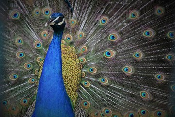Colorful Peacock in full Feathers