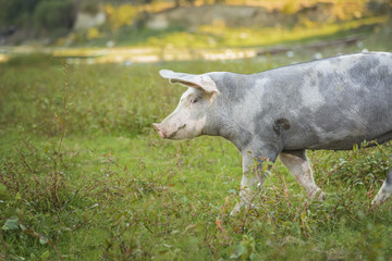 Little pig running through a grassy field and grazing the grass