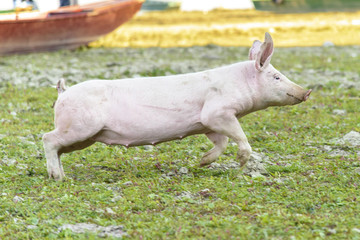 Obraz na płótnie Canvas Little pig running through a grassy field and grazing the grass