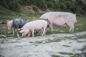 Small pigs and their mother running in the grassy field and grazing grass